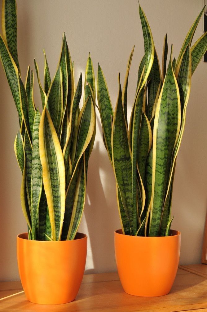 Potted plant on wooden shelf