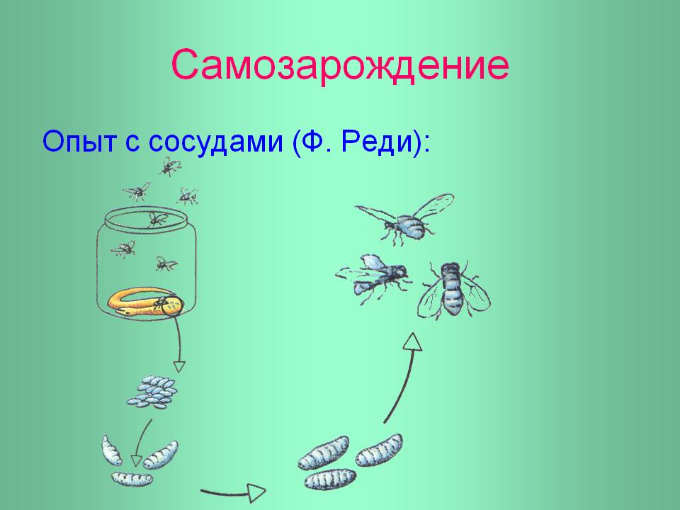 Теория самозарождения организмов. Гипотеза самозарождения реди. Теория самозарождения жизни. Самопроизвольное Зарождение жизни. Гипотеза самозарождения жизни на земле.