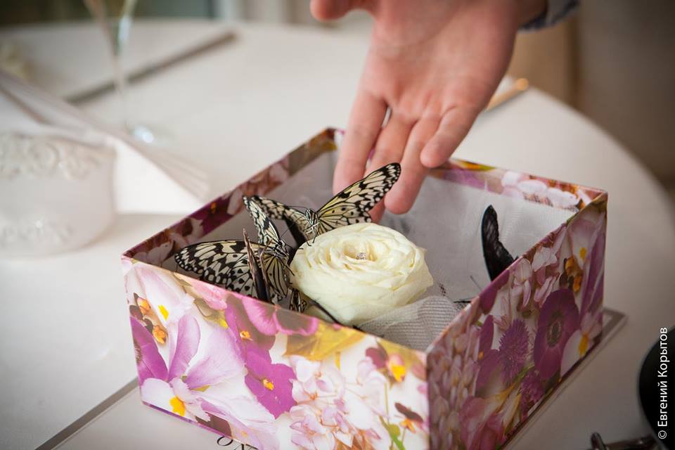 Живой сюрприз. Живые бабочки в подарок. Коробка с живыми бабочками. Фото подарка живых бабочек. Букет с живыми бабочками купить.