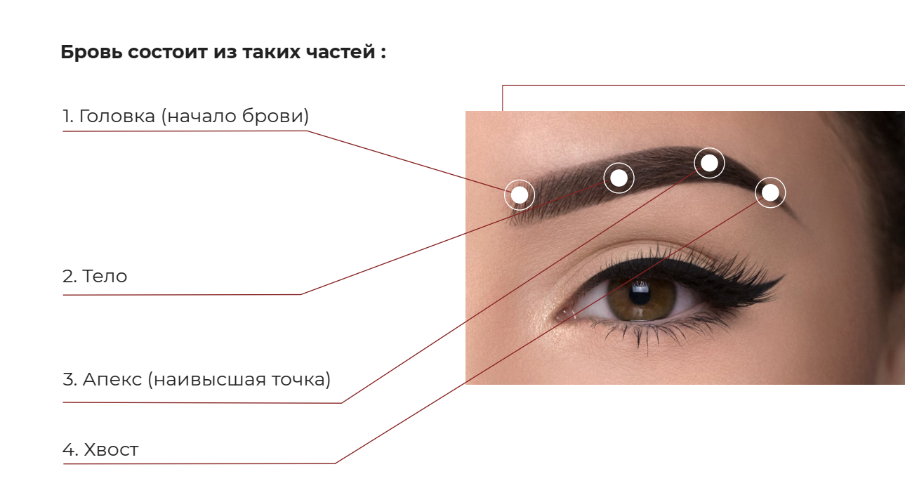 Схема брови со всеми точками