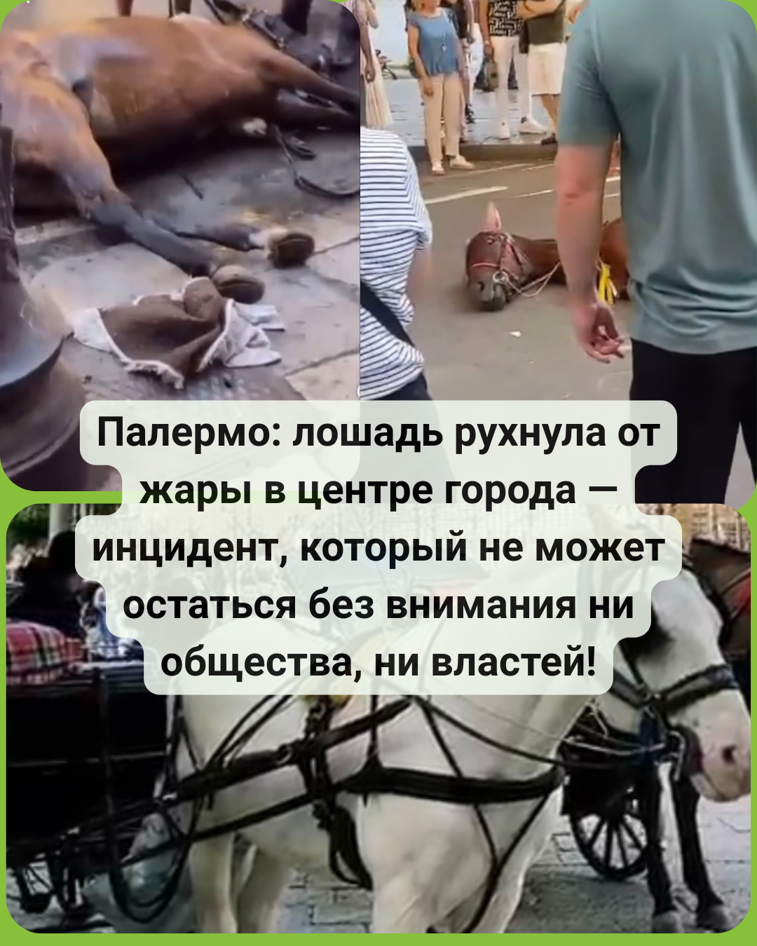 Лошадь лежит на асфальте в центре Палермо в жару, туристическая повозка рядом