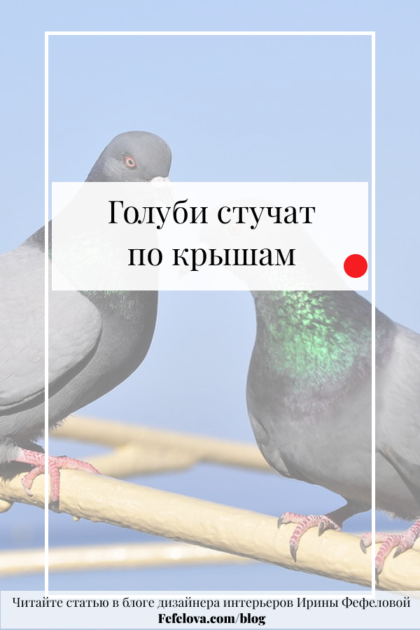 Голубь стучит по карнизу