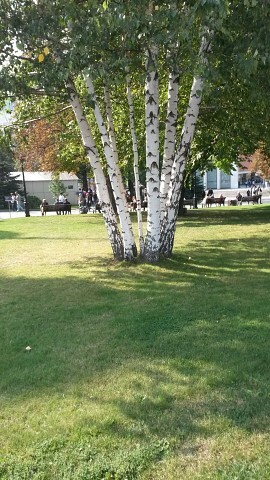 Берёзовый куст