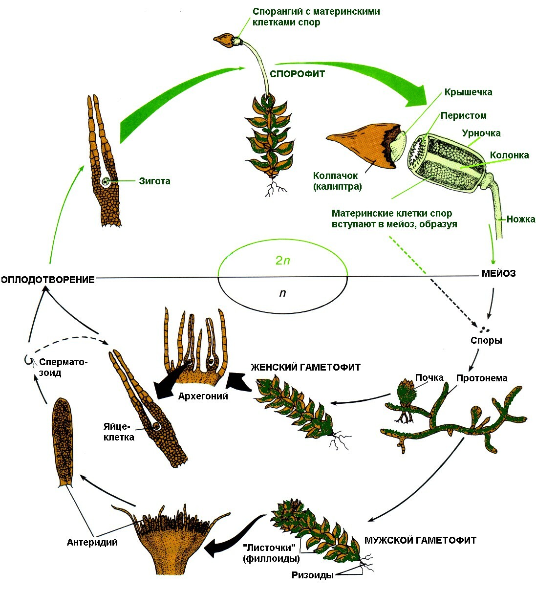 Рассмотрите схему жизненного цикла мха установите соответствие между характеристиками и стадиями