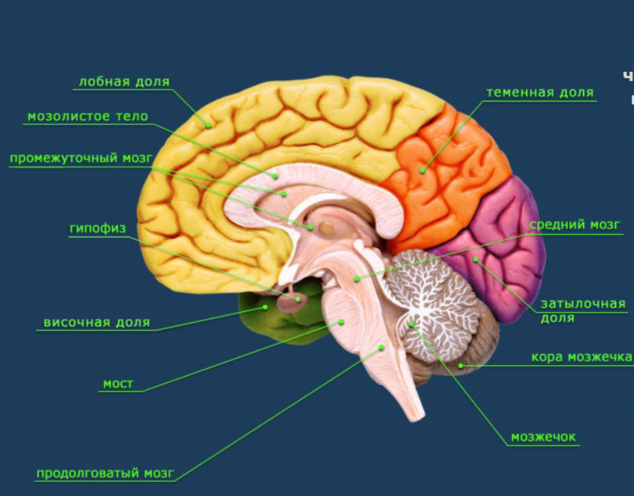 Кровоизлияние в желудочки головного мозга. Что такое Кровоизлияние в желудочки головного мозга?