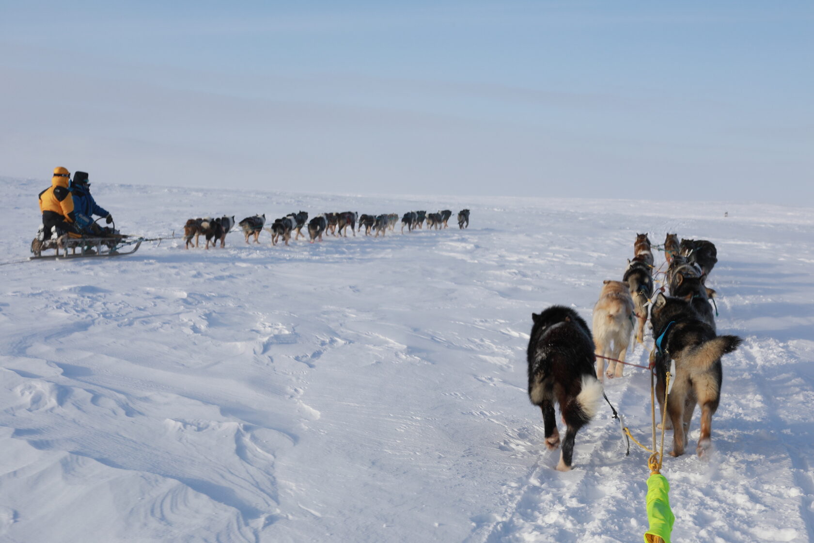 Seks ogli tashrif buyurdi