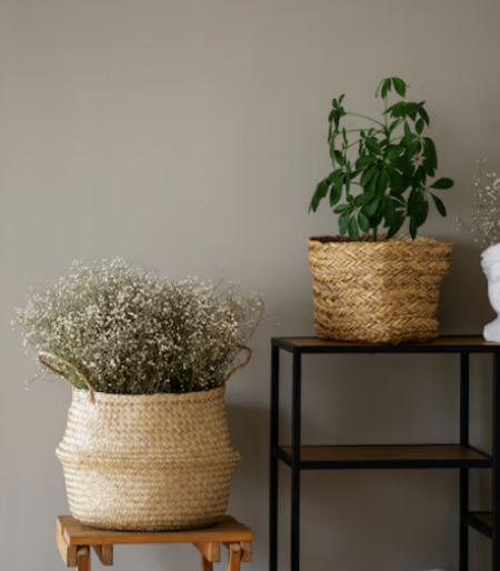 озеленение квартиры