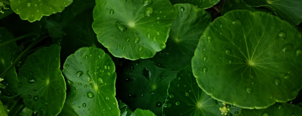 Cleansing Oil Centella | Гидрофильное масло для лица с центеллой ...