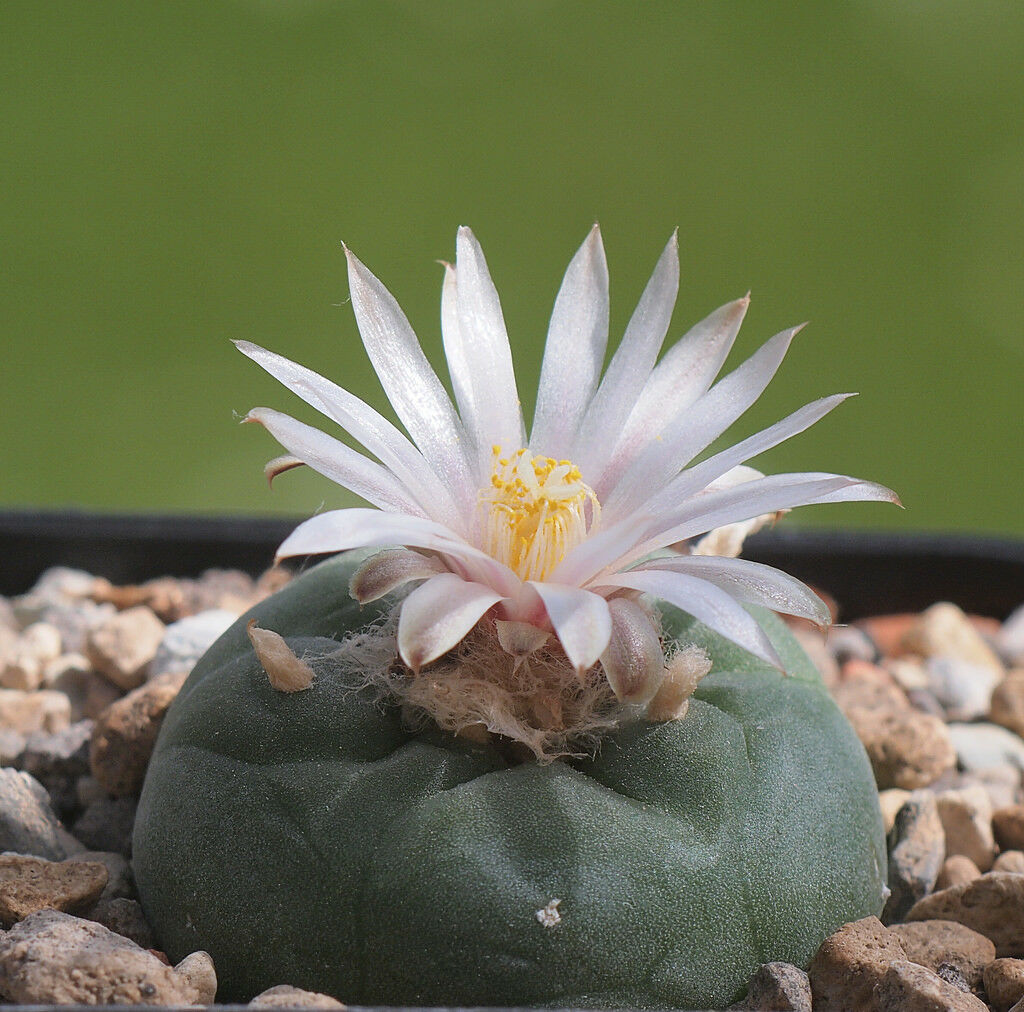 Лофофора. Lophophora koehresii. Кактус Лофофора. Лаффафора. 30. Лофофора (Lophophora).