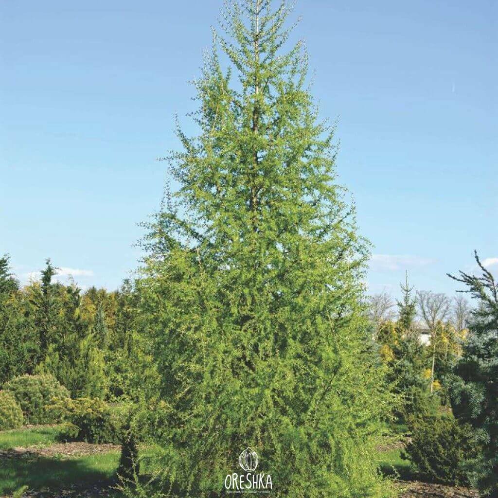 Seeds of European larch (Larix decidua) — 30 pcs