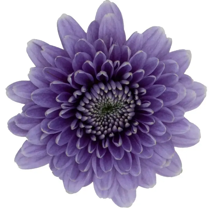 Хризантема из коллекции BluOcean