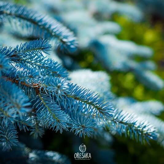 Blue spruce seedling