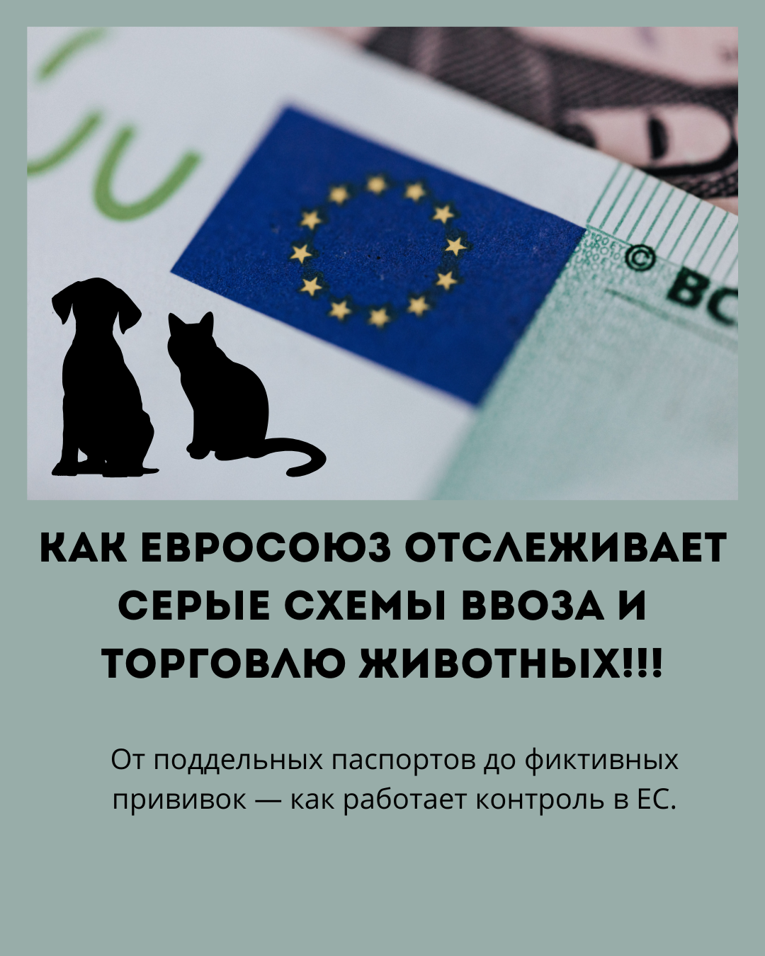 цифровая система контроля iRASFF — как ЕС отслеживает незаконную торговлю животными