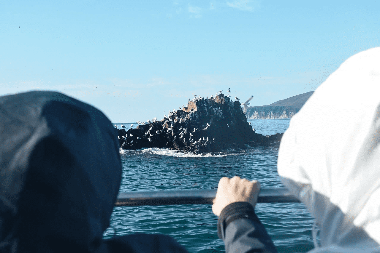 Птичье общежитие