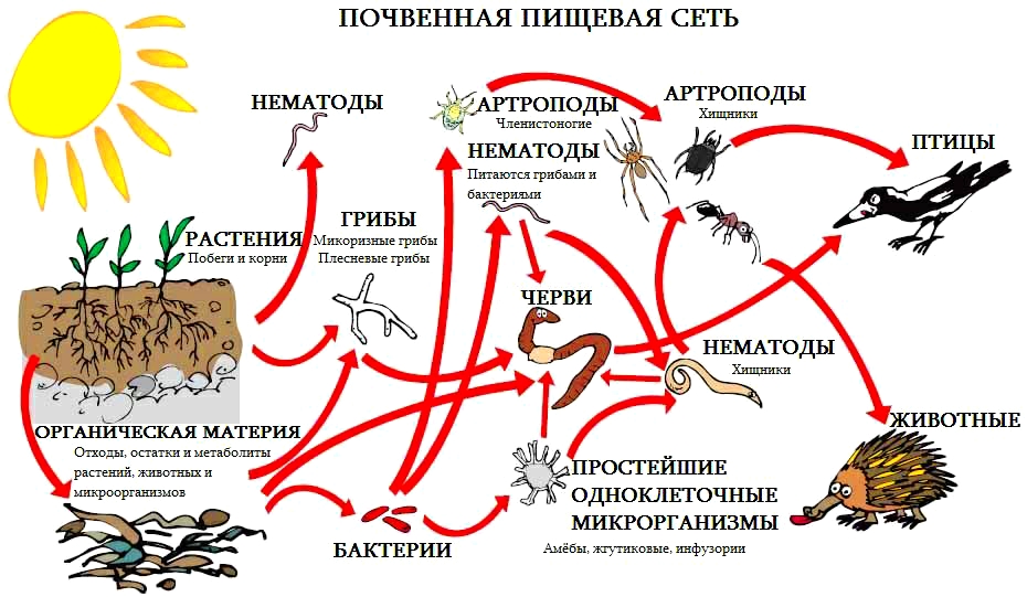 Польза дождевых червей 