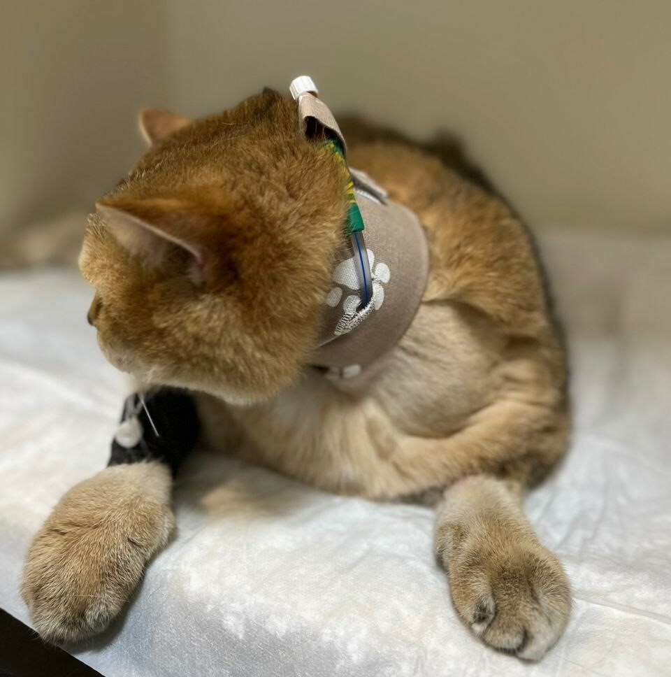 Кот с воротником для эзофагостомы