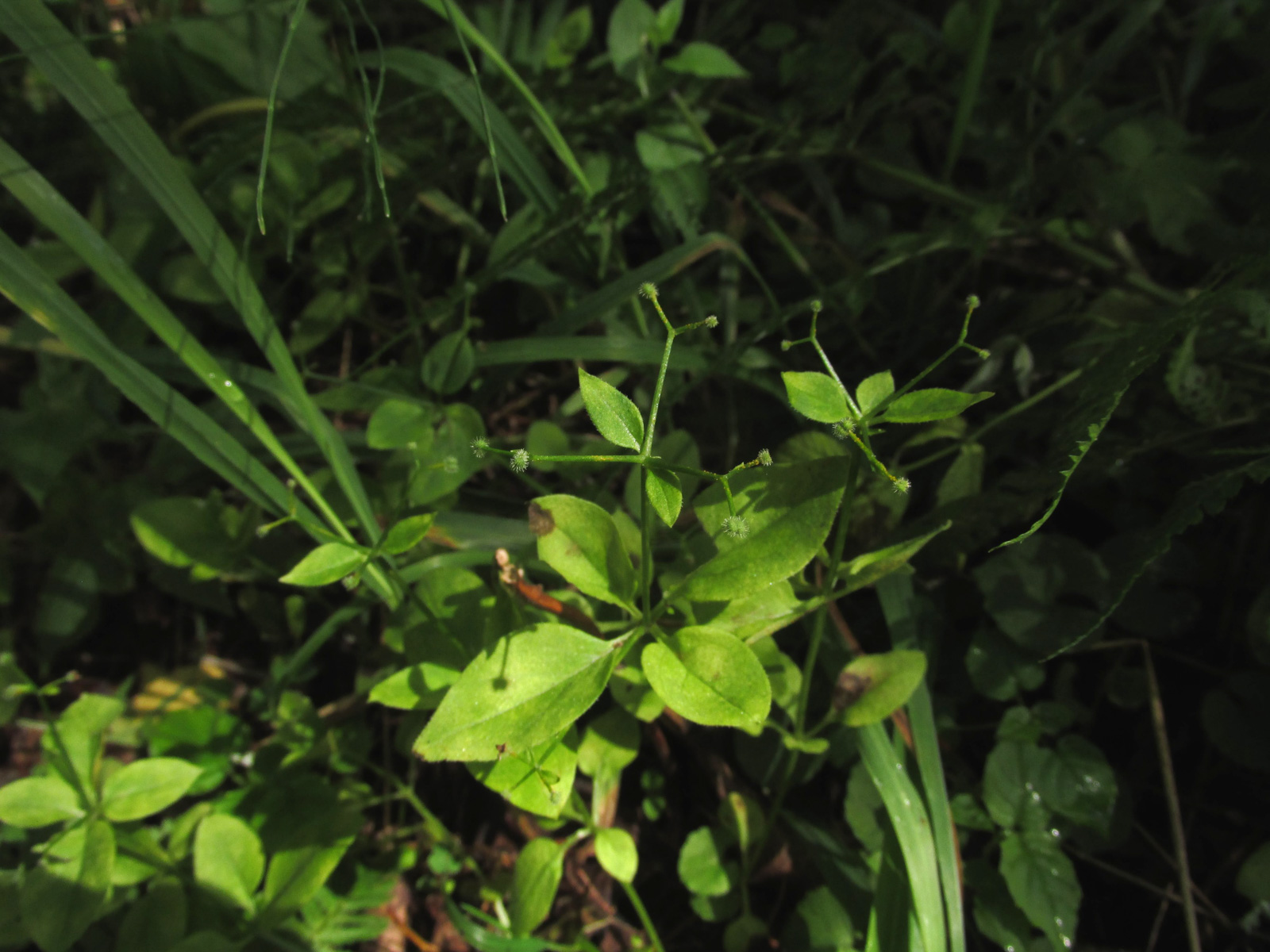 Байкальский заповедник