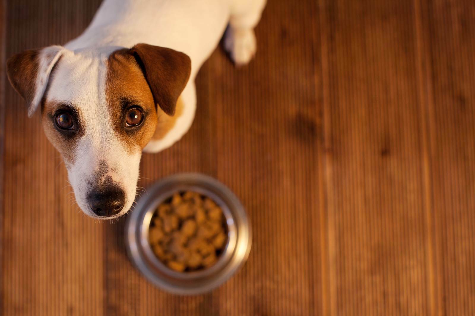 питание у щенка