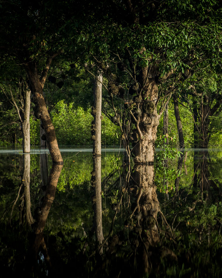 Trees reflected in the dark waters of Brazil's Rio Negro.