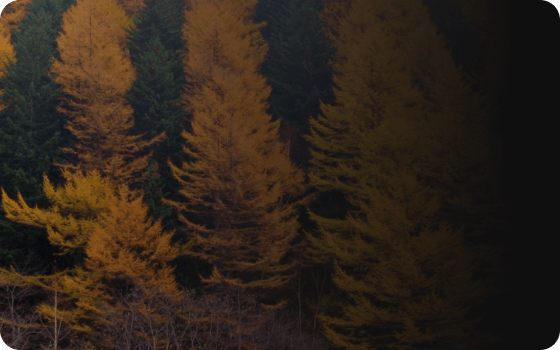 Лиственница