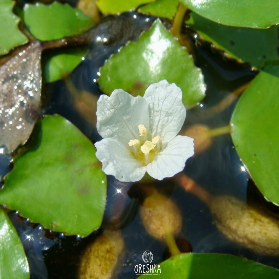 Trapa natans fresh seeds nuts, Water caltrop, Water nut | Oreshka seeds