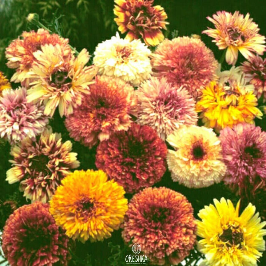 Seeds of Chrysanthemum Dunetti (Chrysanthemum carinatum) — 50 pcs