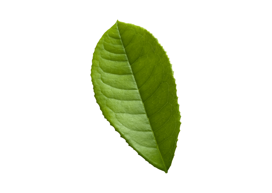 leaf