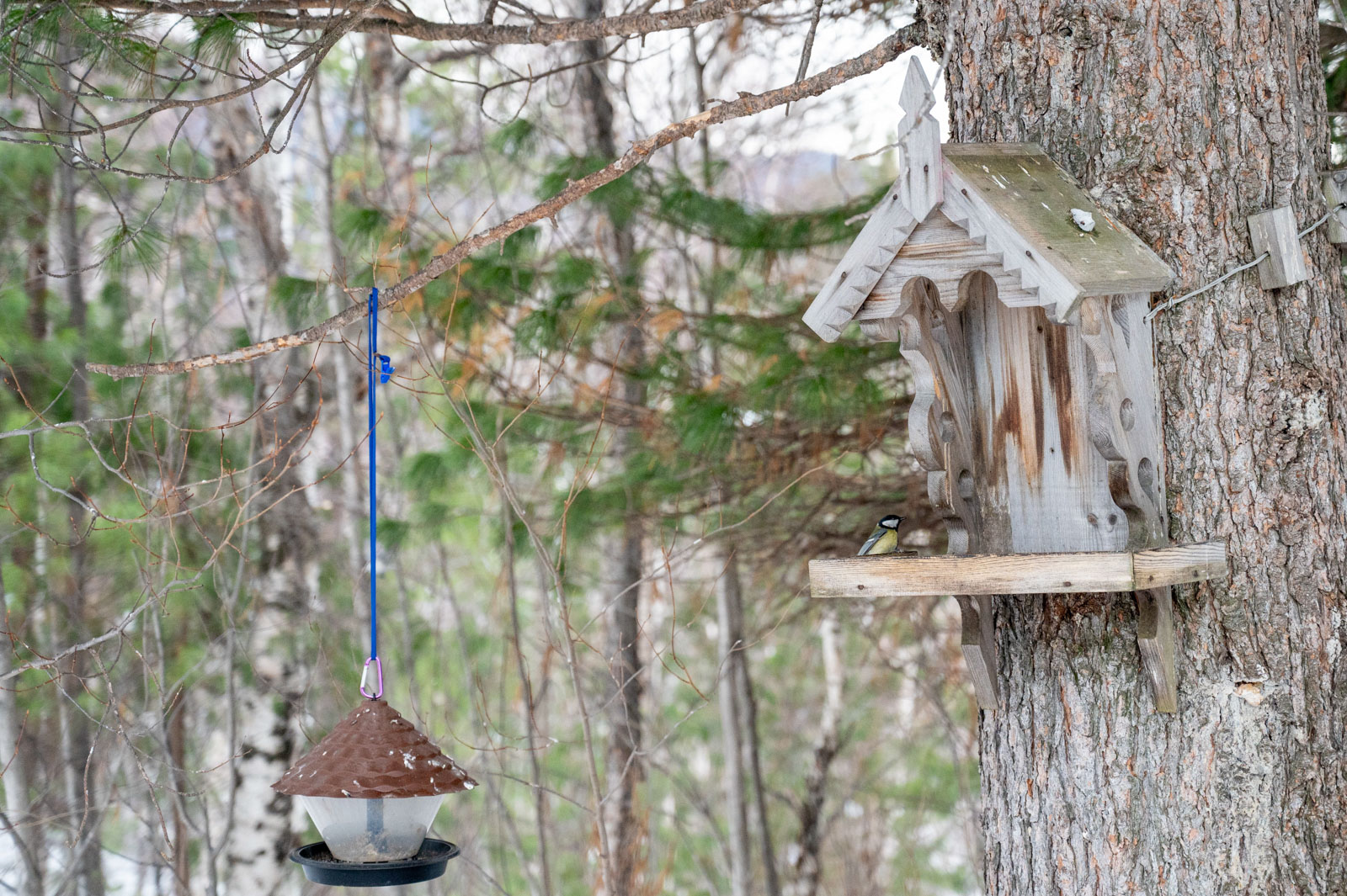 Птичьи кормушки в Байкальском заповеднике