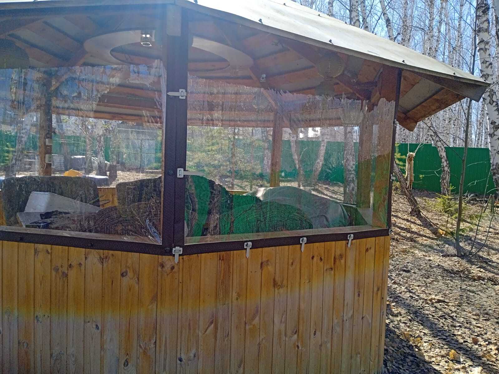Саргазы