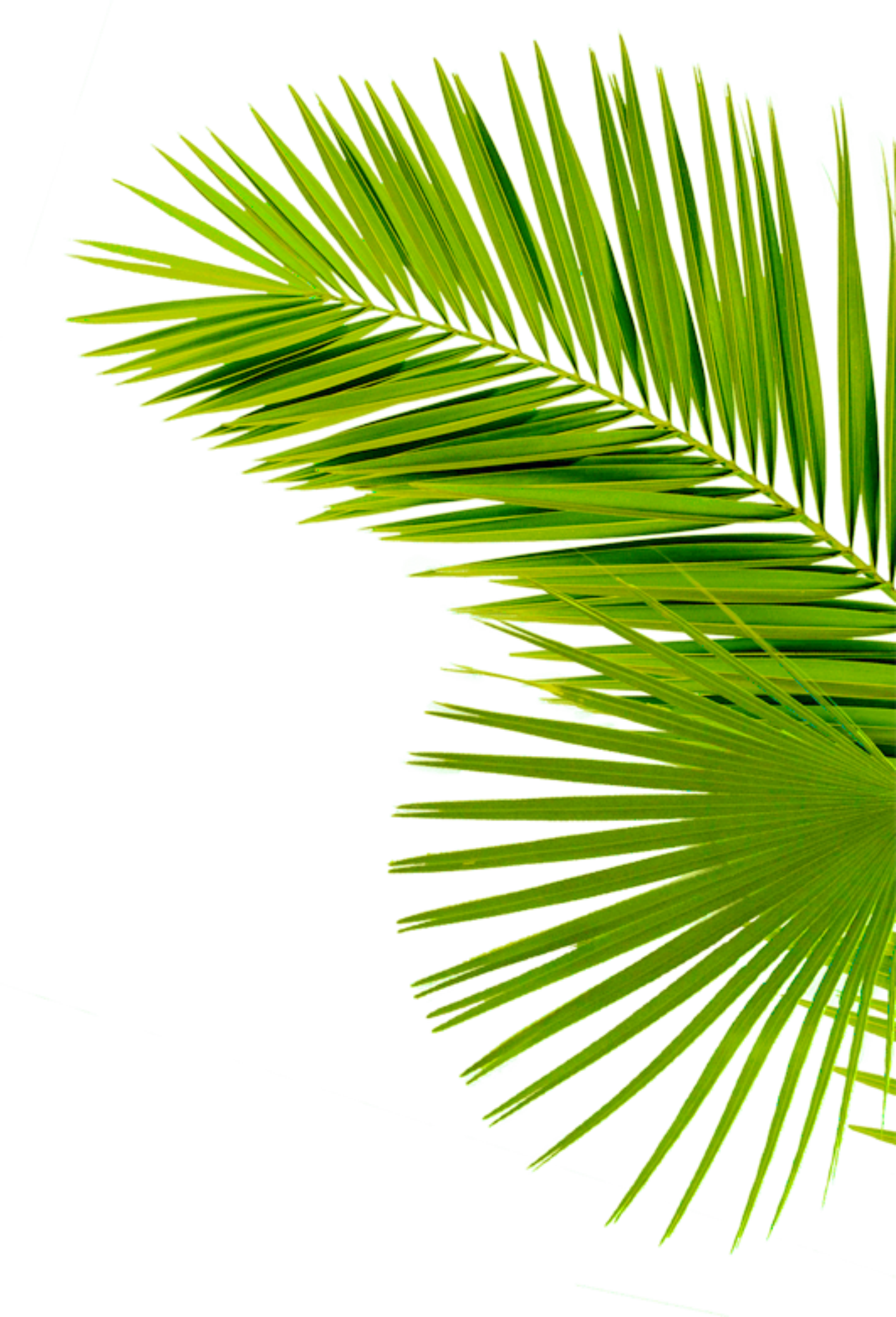 ToDay бургерная доставка в Чебоксарах