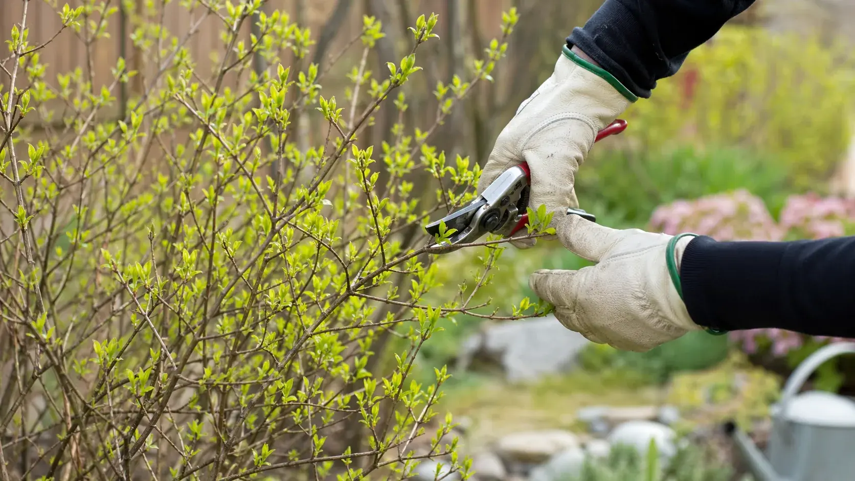 Весенняя обрезка спиреи японской