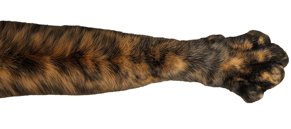 лапа черепахового кота крупным планом