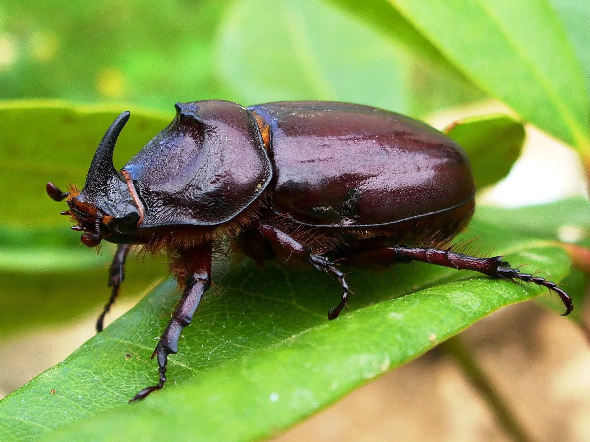 beetles