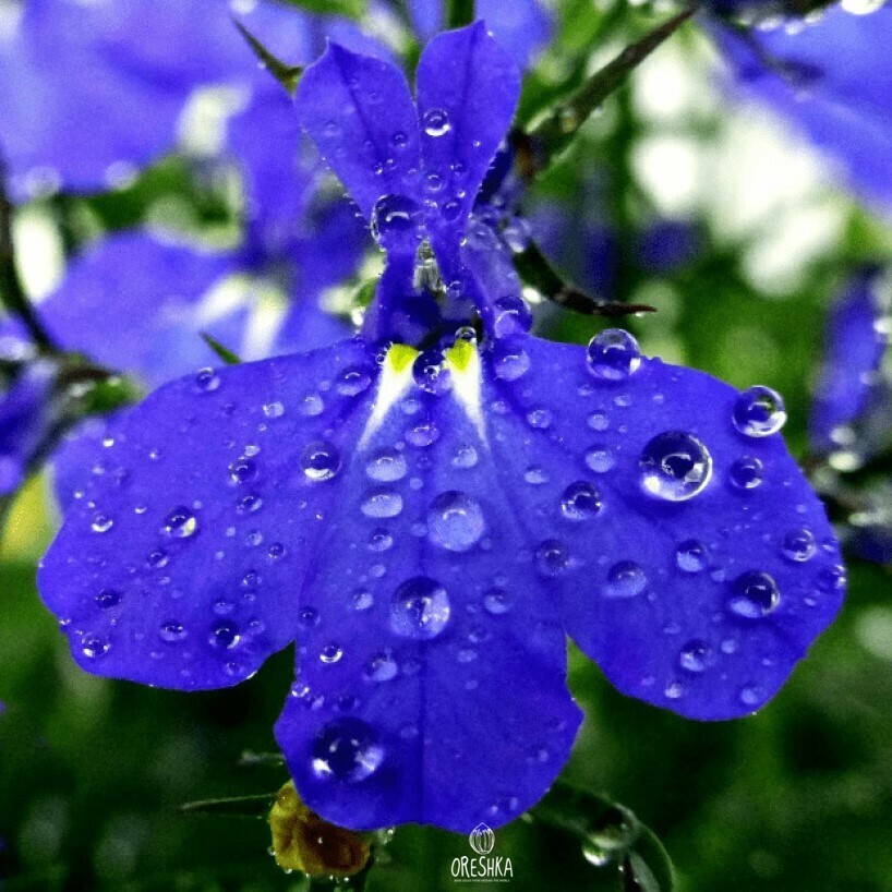 Seeds of edging lobelia (garden lobelia) (Lobelia erinus) — 50 pcs