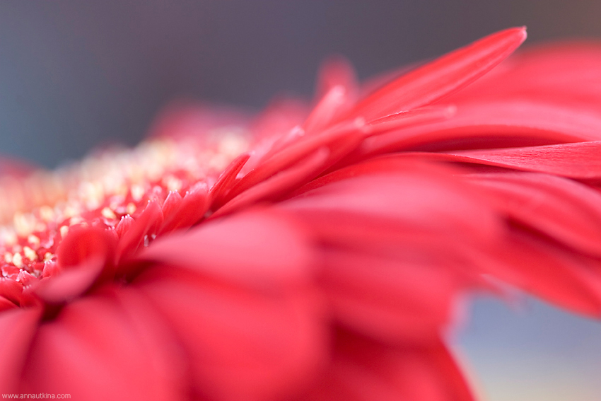 macro, macro flower, macro art, anna utkina, photography, macrophotograpy, floral art, макро, макрофотография, анна уткина