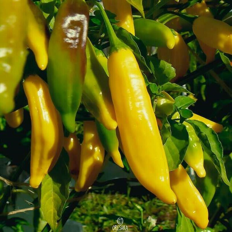 Seeds of Hot pepper Aji Lemon (Capsicum) — 5 pcs