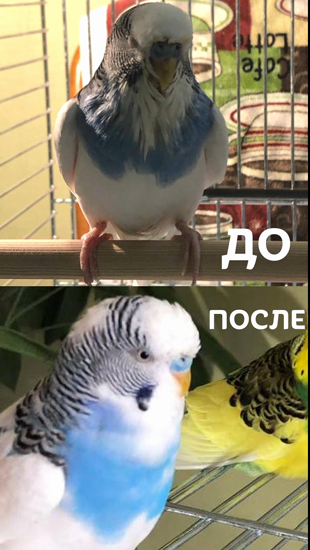 Попугай Гоша до и после коррекции условий содержания - орнитолог онлайн консультация для птиц