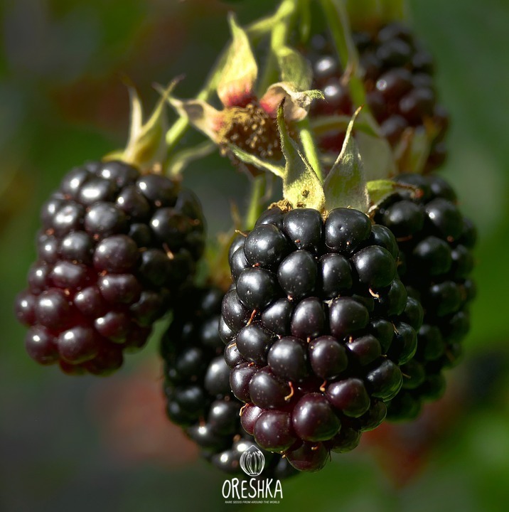Blackberry harvest bowl full of ripe dark berries