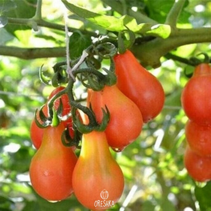 Seeds of Pear tomato (solanum lycopersicum) — 10 pcs
