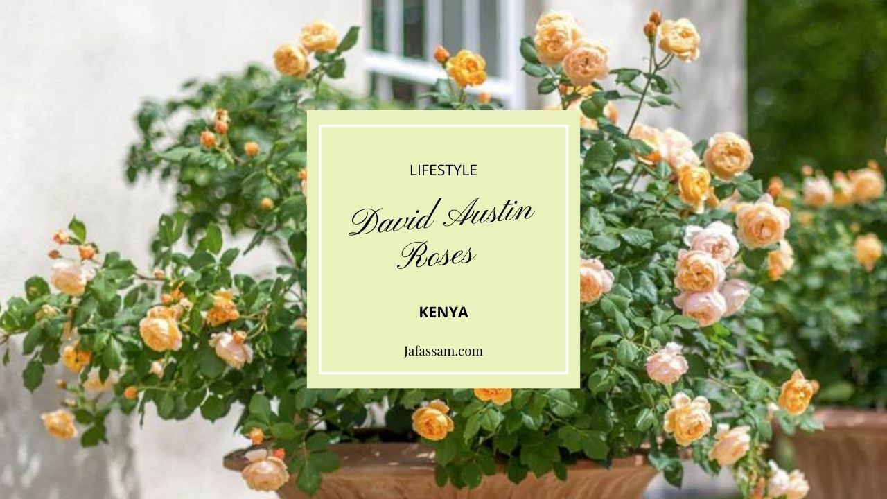 World of David Austin's Garden Roses in Kenya: A Floral Haven for the ...