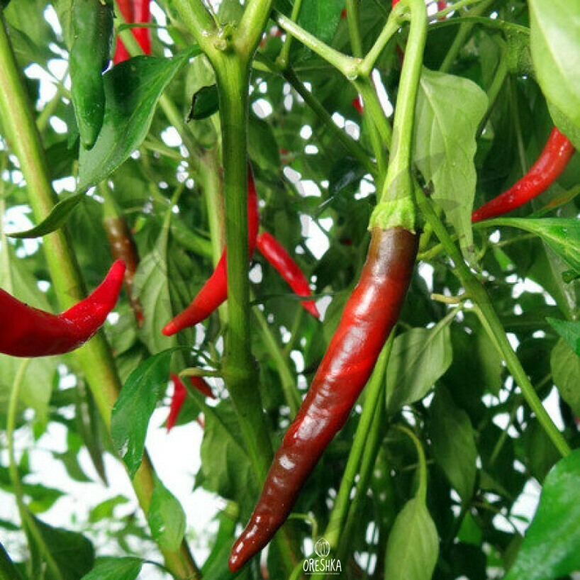 Seeds of Hot pepper Naga jolokia tezpur (Capsicum) — 5 pcs