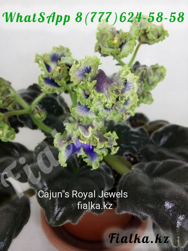 Фиалка cajun s royal jewels фото и описание