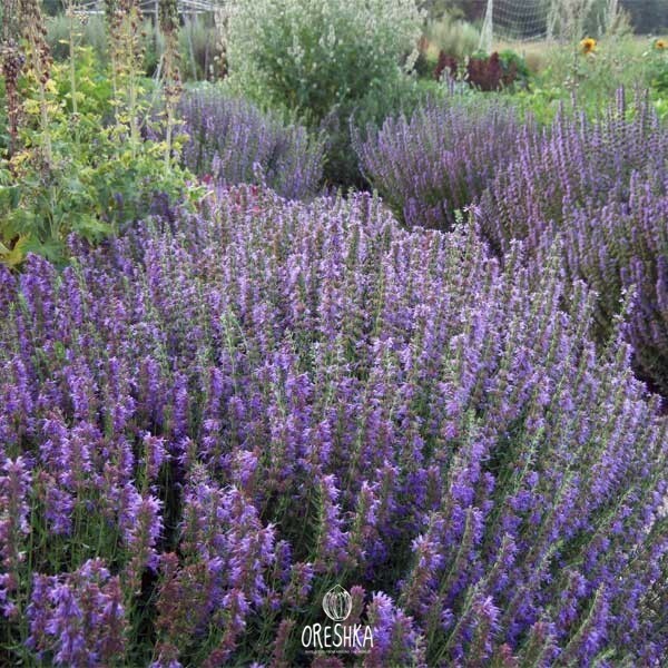 Seeds of hyssop (Hyssopus officinalis L) — 50 pcs
