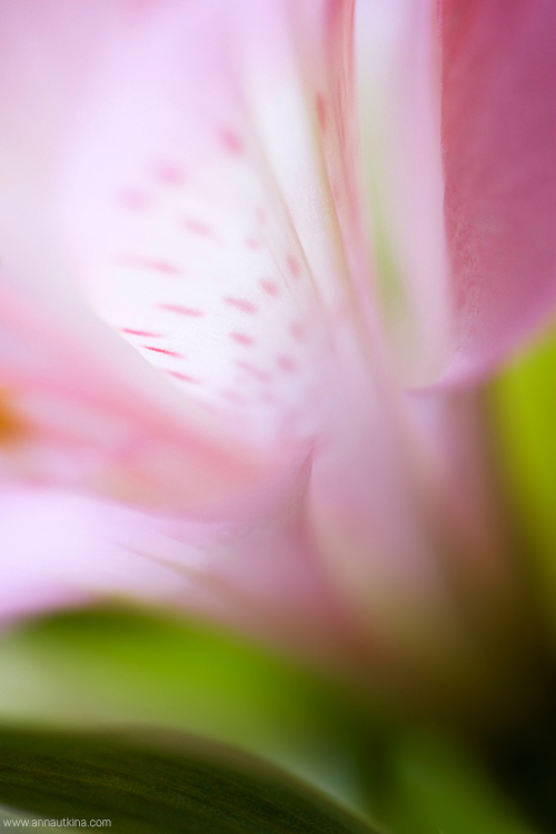 macro, macro flower, macro art, anna utkina, photography, macrophotograpy, floral art, макро, макрофотография, анна уткина