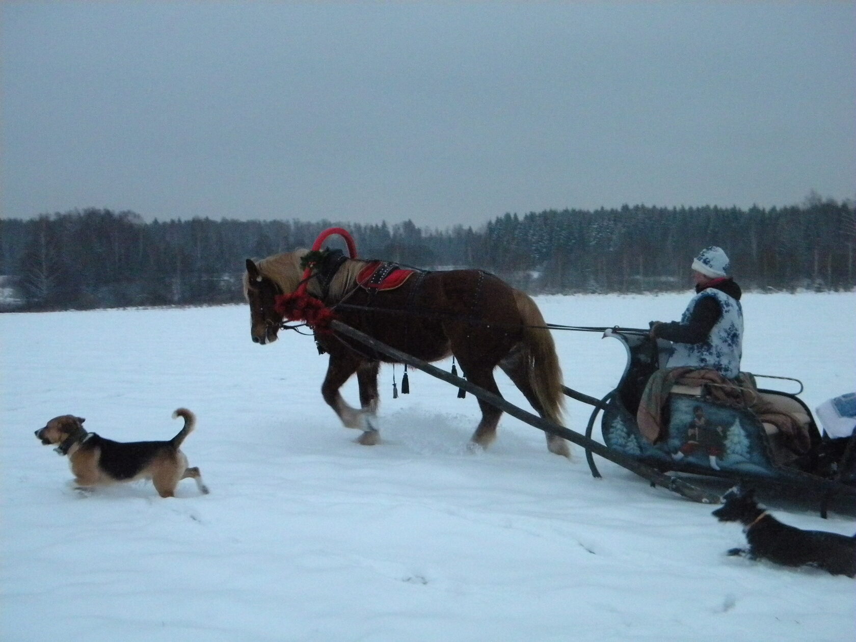 Конный клуб