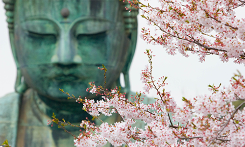 Вид статуи Большого Будды в Камакуре через ветку сакуры