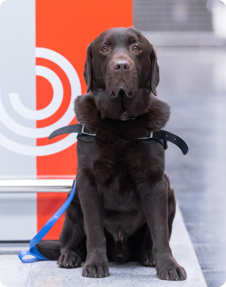 Чуть-чуть правее от центра кадра сидит шоколадный лабрадор Людвиг около информационного стенда метрополитена. Мордочка и тело собаки смотрят прямо на фотографа. Взгляд очень добрый и немного растерянный. Черный ошейник закреплен так, что шерсть в области шеи приподнялась, как воротник у пьеро (голилья). Передние лапы стоят ровно, задние согнуты, немного спрятаны за передние лапы и достаточно плотно прижаты к телу. На всех пальцах лап видны черные коготки. У хвоста видно только кончик за правой задней лапой, вдоль которой до пола свисает ярко-синий поводок. Позади Людвига красная половина информационной стойки, чуть левее – серая. Вдоль нижней части стойки прикреплен металлический поручень, над которым нанесен белый узор, состоящий из незамкнутых колец, складывающихся в волну. Пол под стендом, где и сидит Людвиг, мраморный, но более светлого серого цвета, чем во всей остальной части кадра. На заднем фоне, правее стойки, видна часть серой мраморной лестницы, ведущей к выходу.