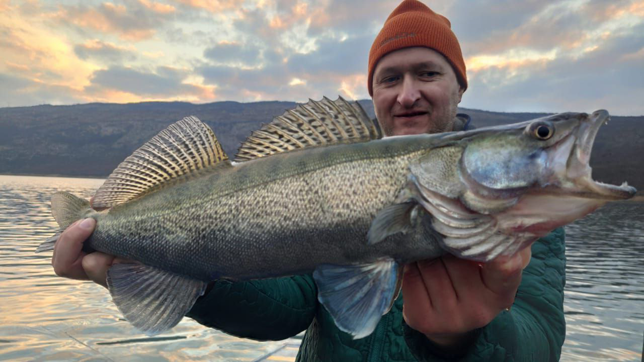 Крупный судак поблизости от морского побережья
