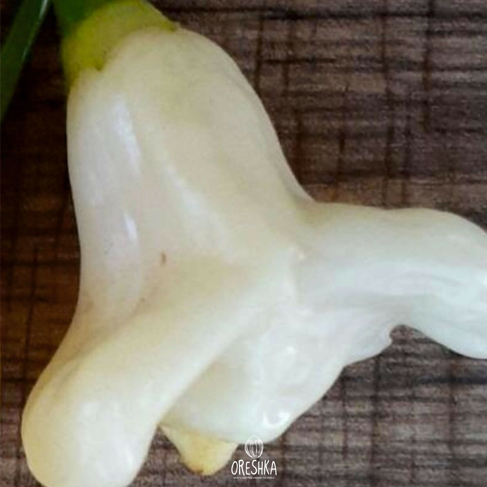 Seeds of Hot pepper Dulce Luna (Capsicum)