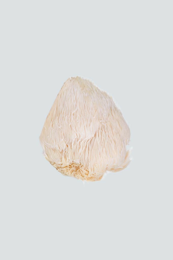 Функциональный гриб Львиная грива